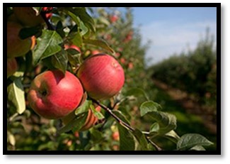 Flow meters for Idaho Apple growers