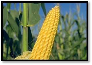 Flow meters for Idaho Corn growers